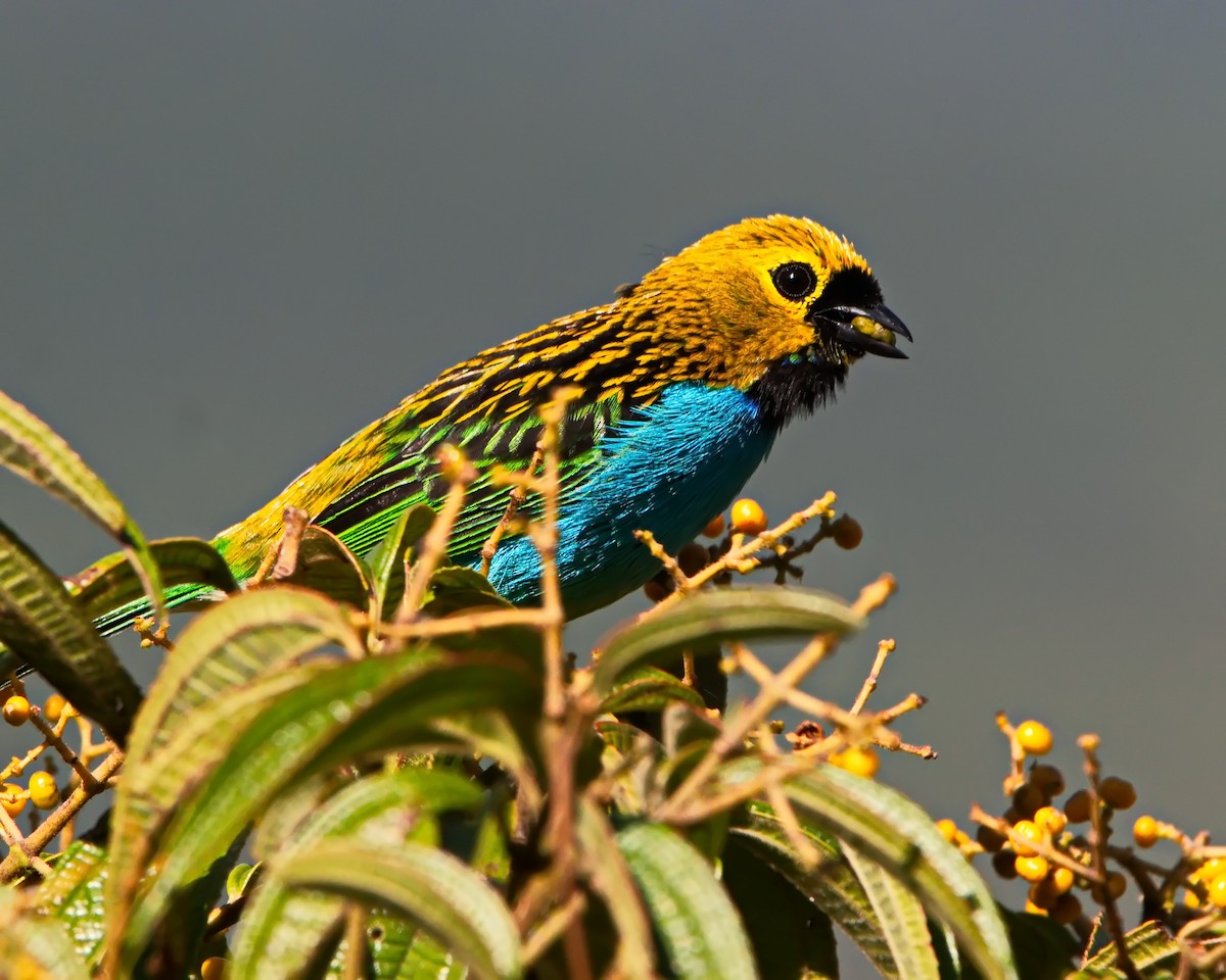 Gilt-edged Tanager - ML645592013