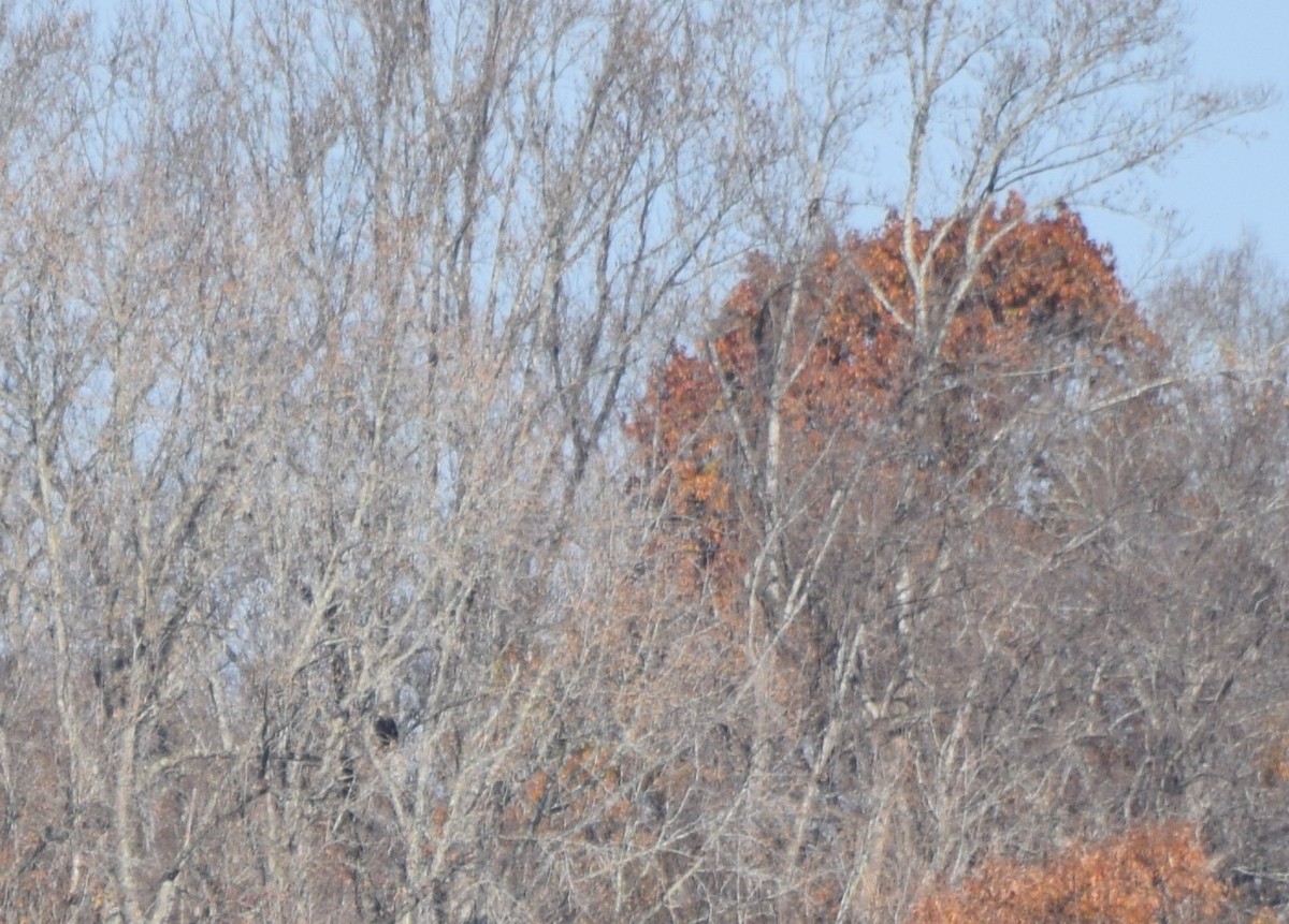 Bald Eagle - ML645592017