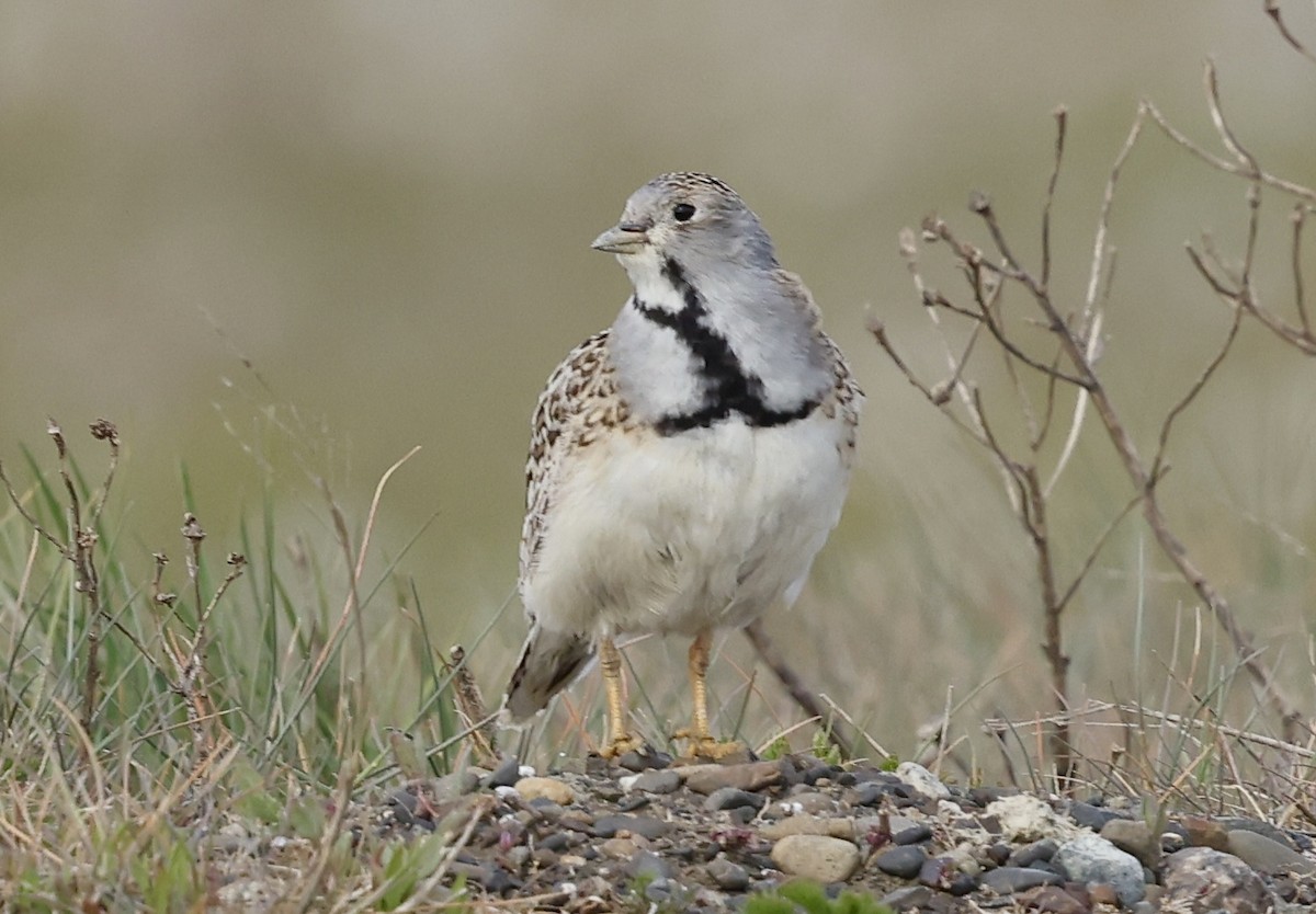 Least Seedsnipe - ML645592030