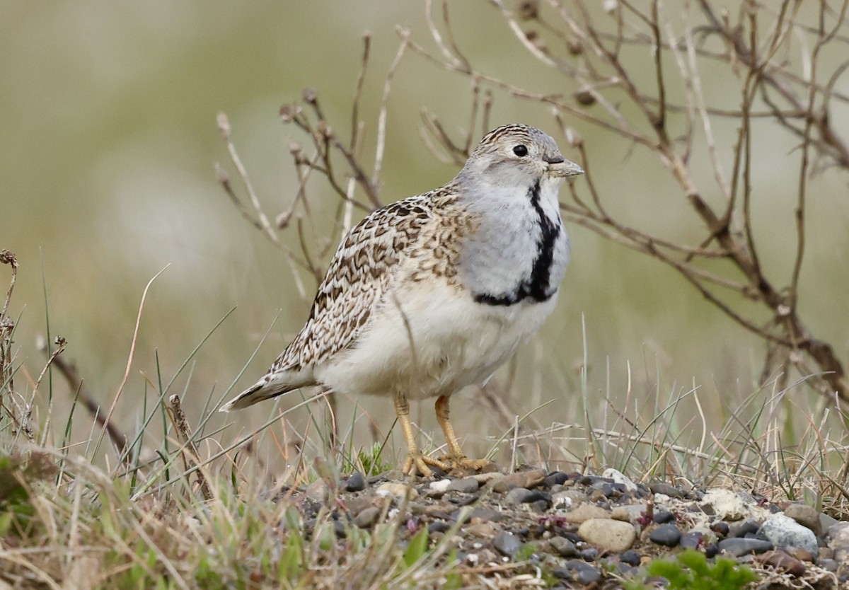 Least Seedsnipe - ML645592031