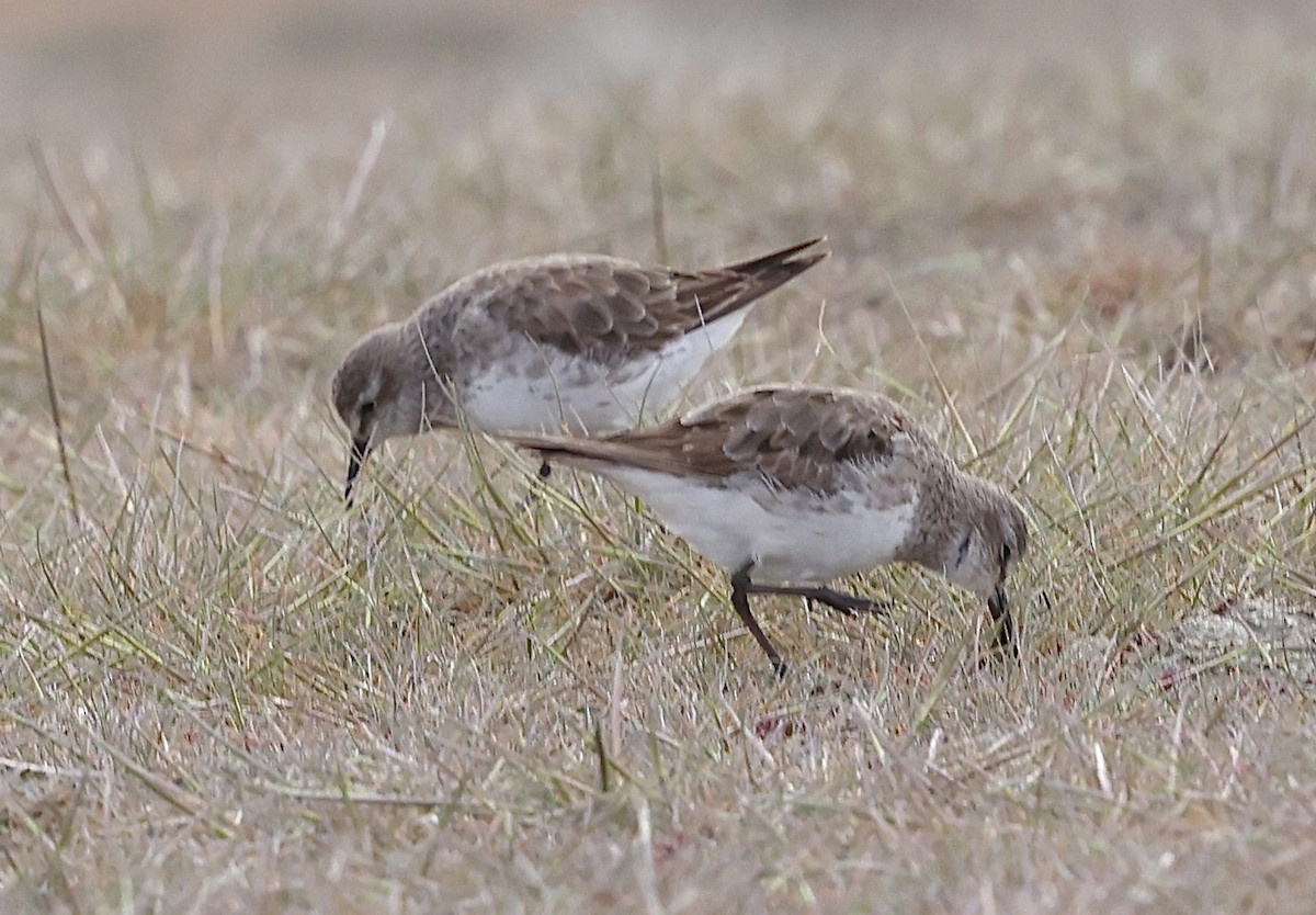 White-rumped Sandpiper - ML645592035
