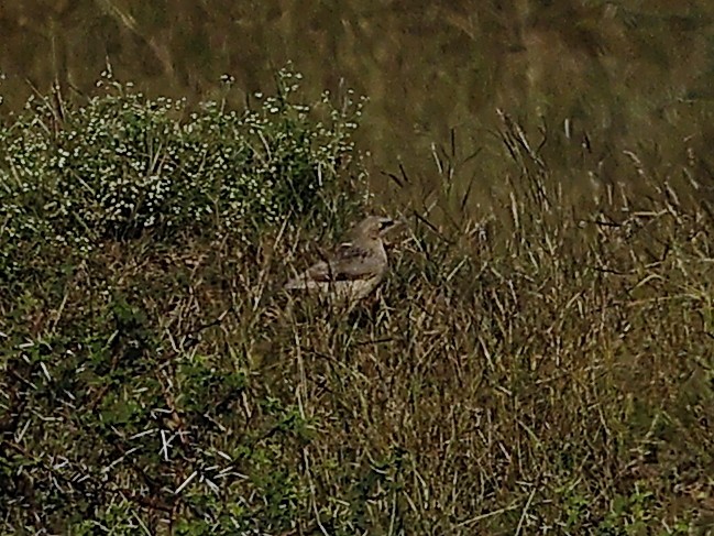 オジロヤブチメドリ - ML645592036