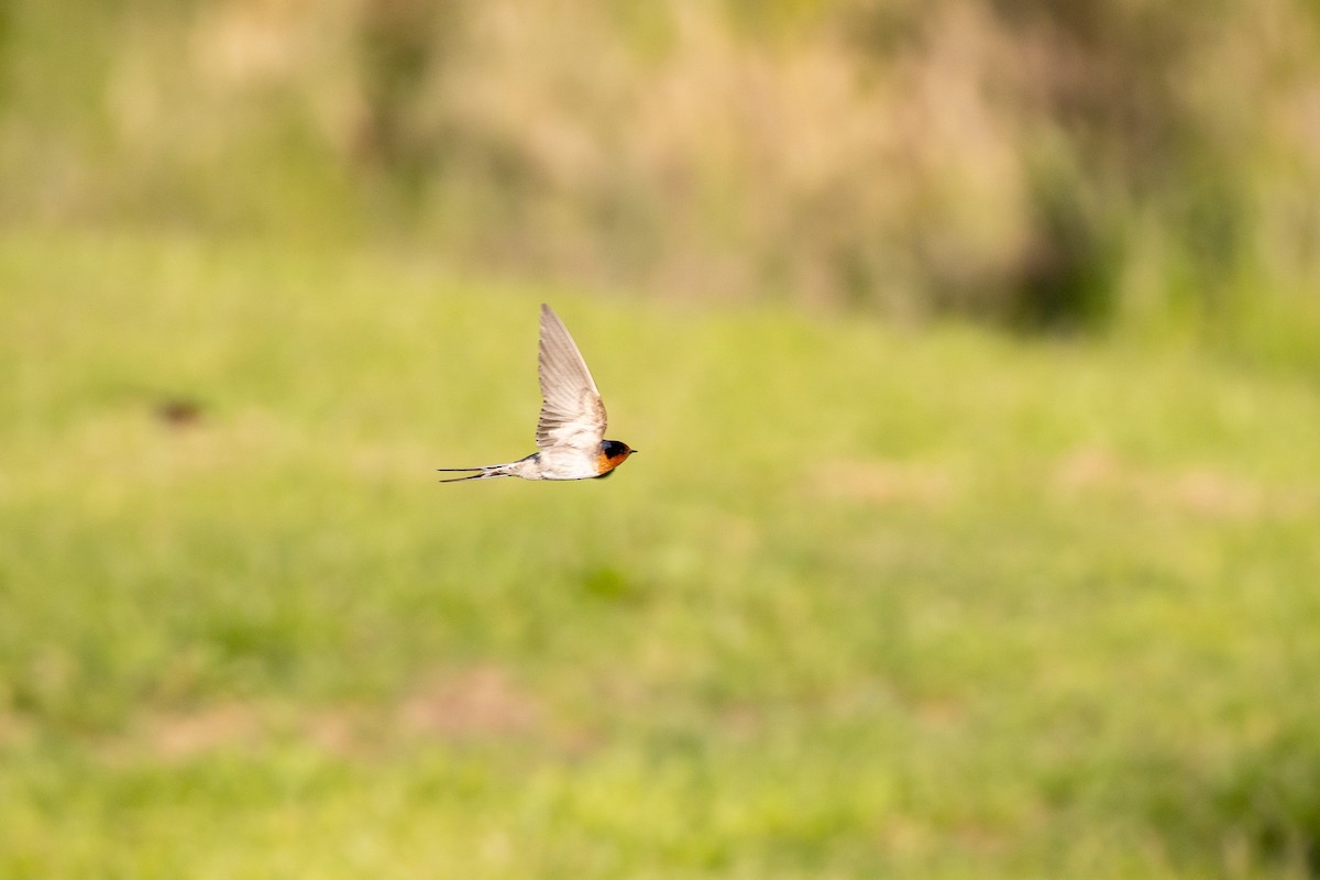 オーストラリアツバメ - ML645592037