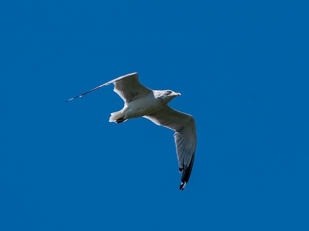 クロワカモメ - ML645592039