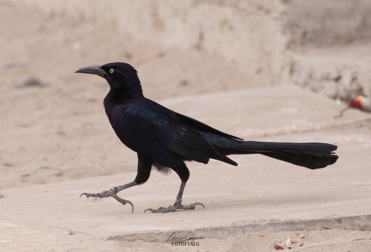 オナガクロムクドリモドキ - ML645592041