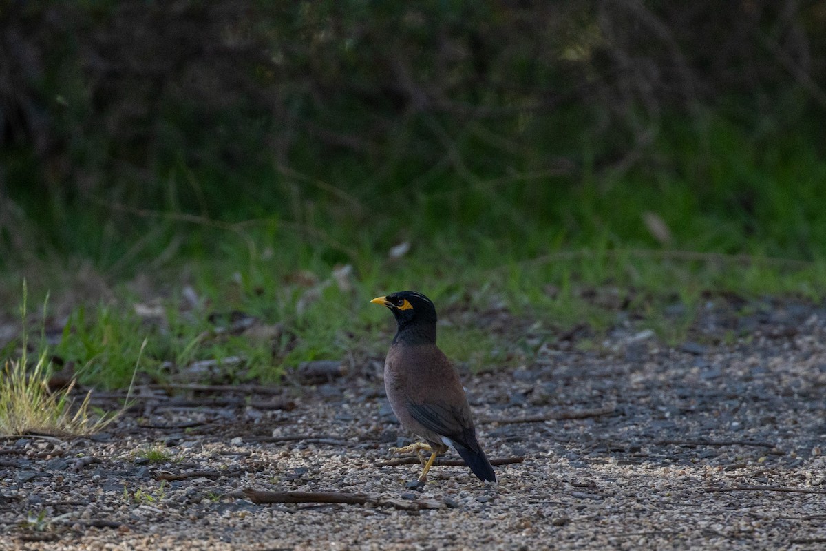 インドハッカ - ML645592042