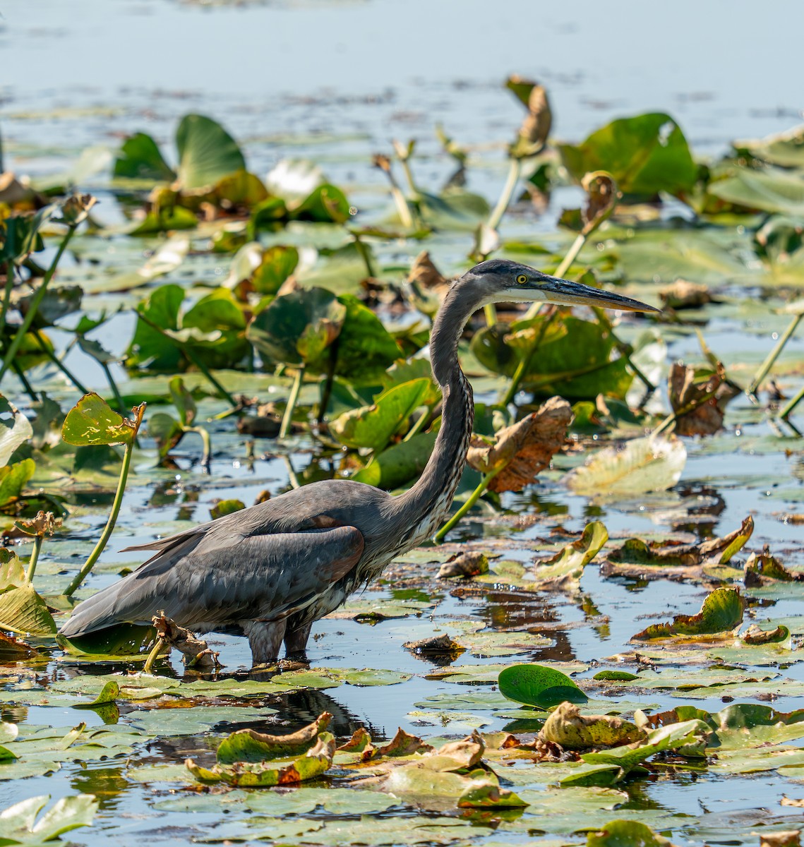 オオアオサギ - ML645592044