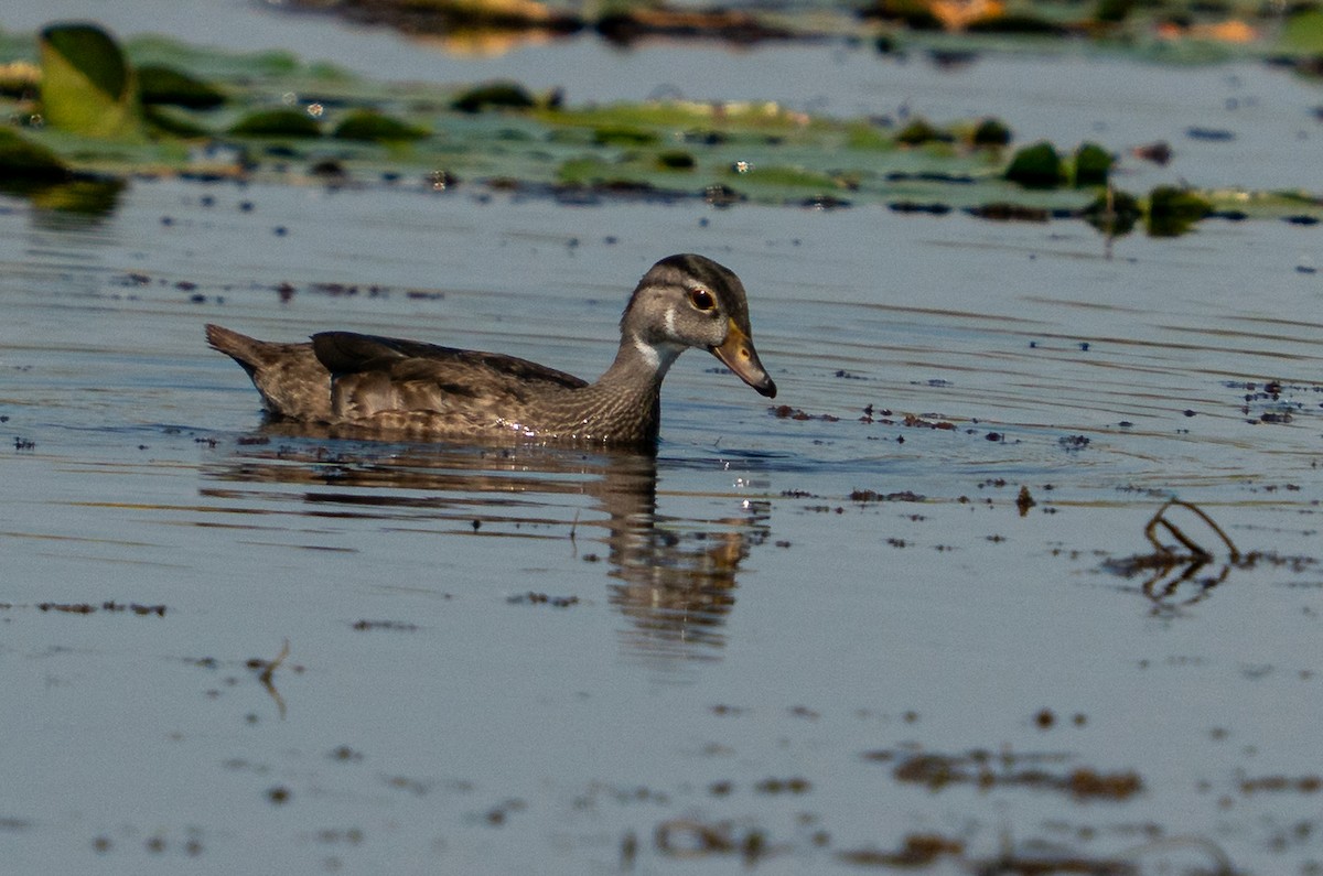 アメリカオシ - ML645592046