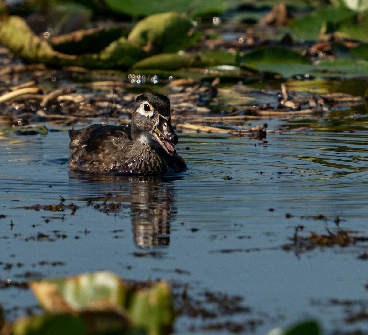 アメリカオシ - ML645592047