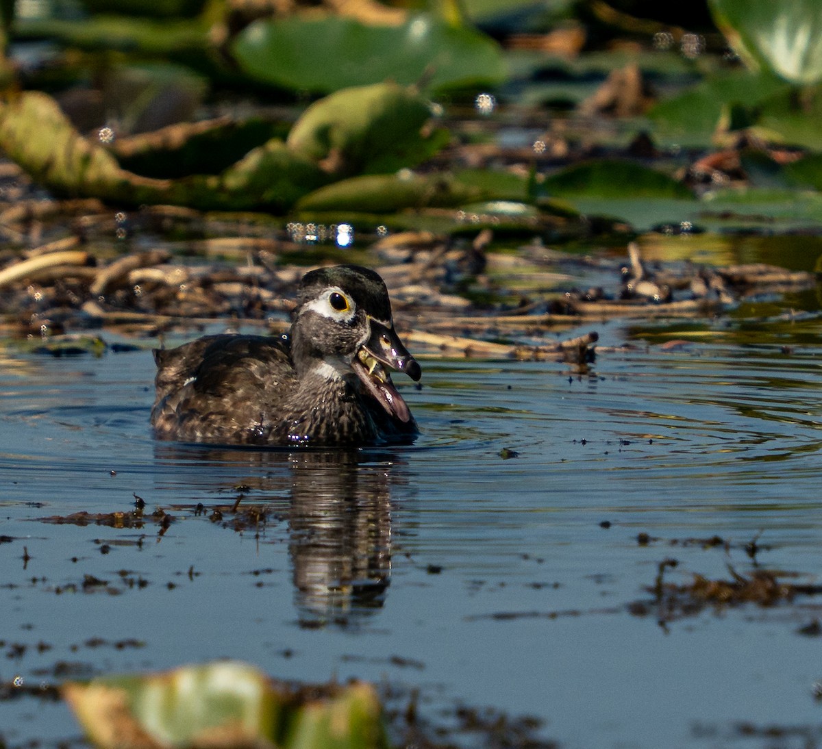アメリカオシ - ML645592048