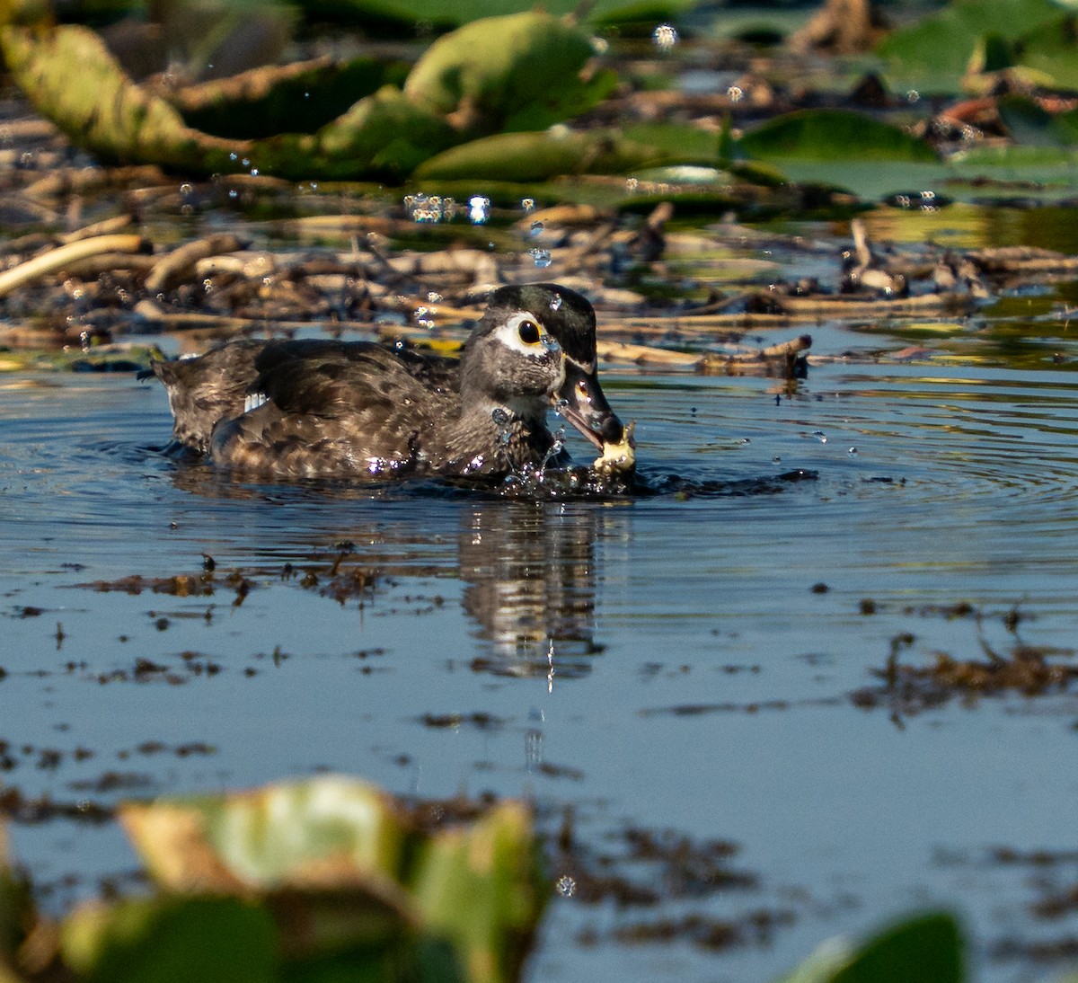 アメリカオシ - ML645592050