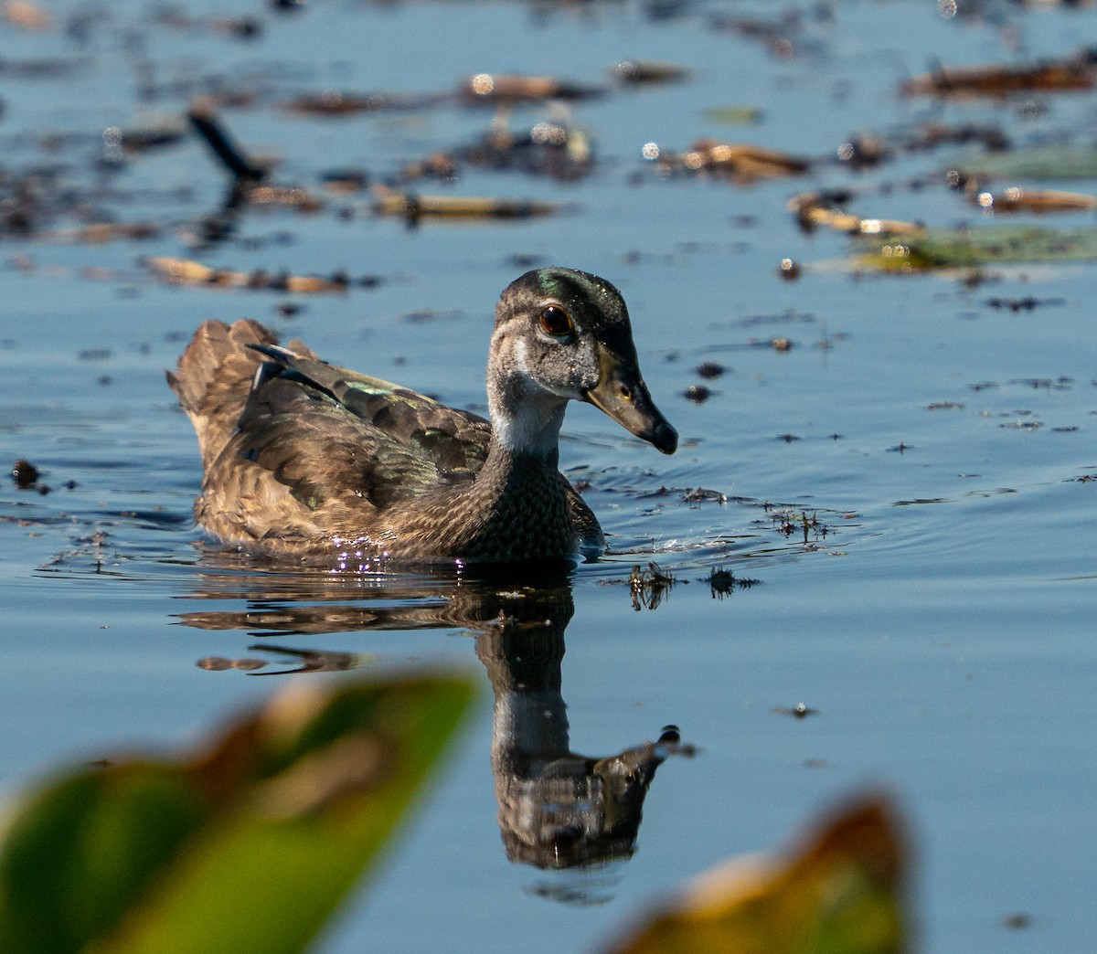 アメリカオシ - ML645592051