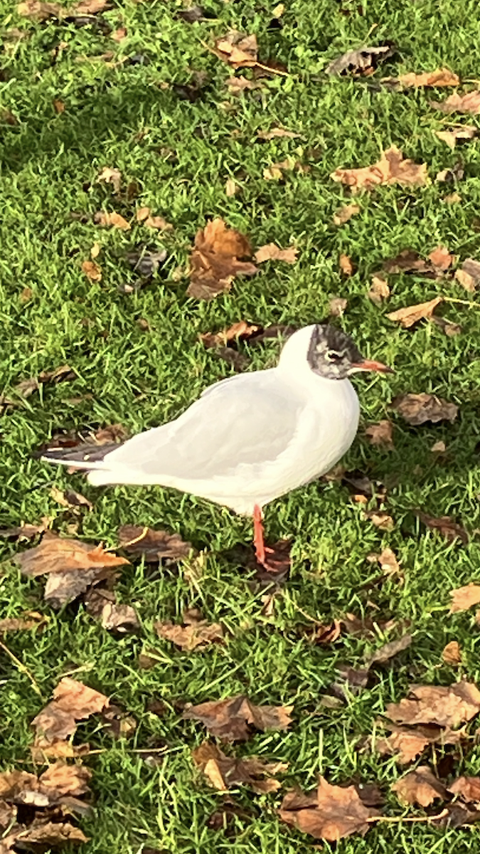 ユリカモメ - ML645592052