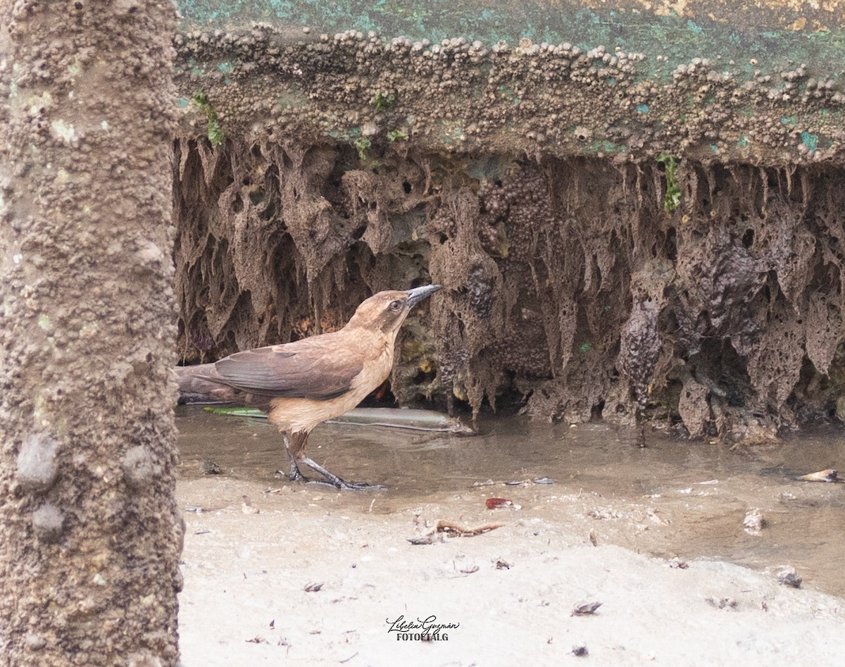 オナガクロムクドリモドキ - ML645592053