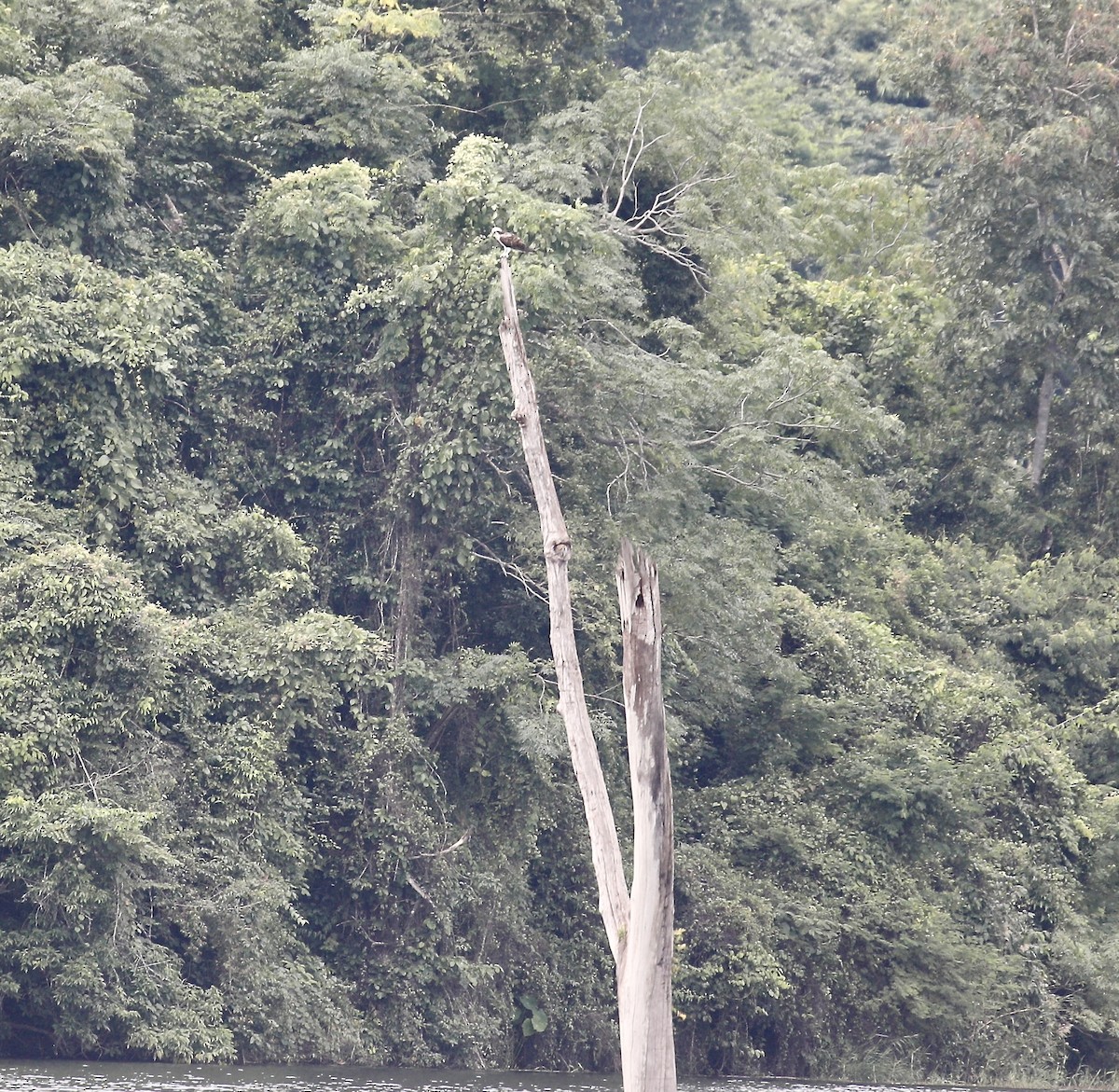 ミサゴ - ML645592055