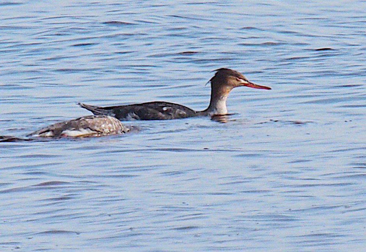 ウミアイサ - ML645592056