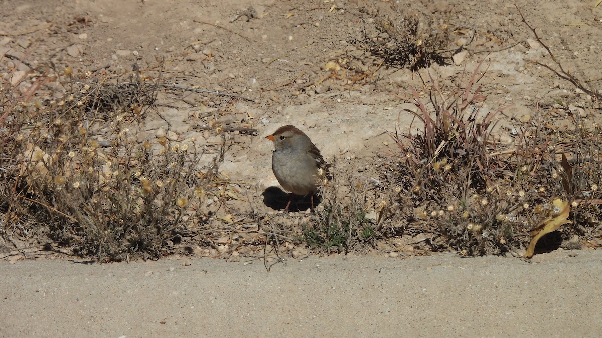 ミヤマシトド - ML645592058