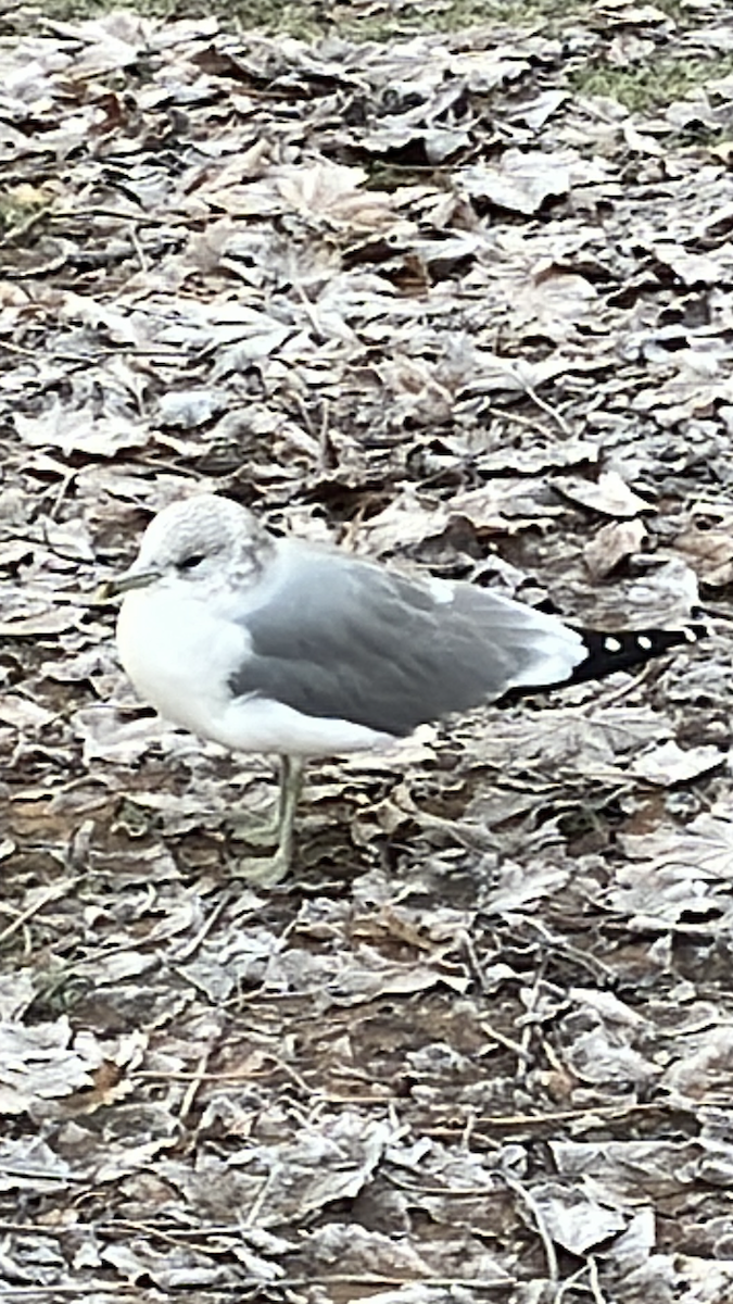 カモメ - ML645592059