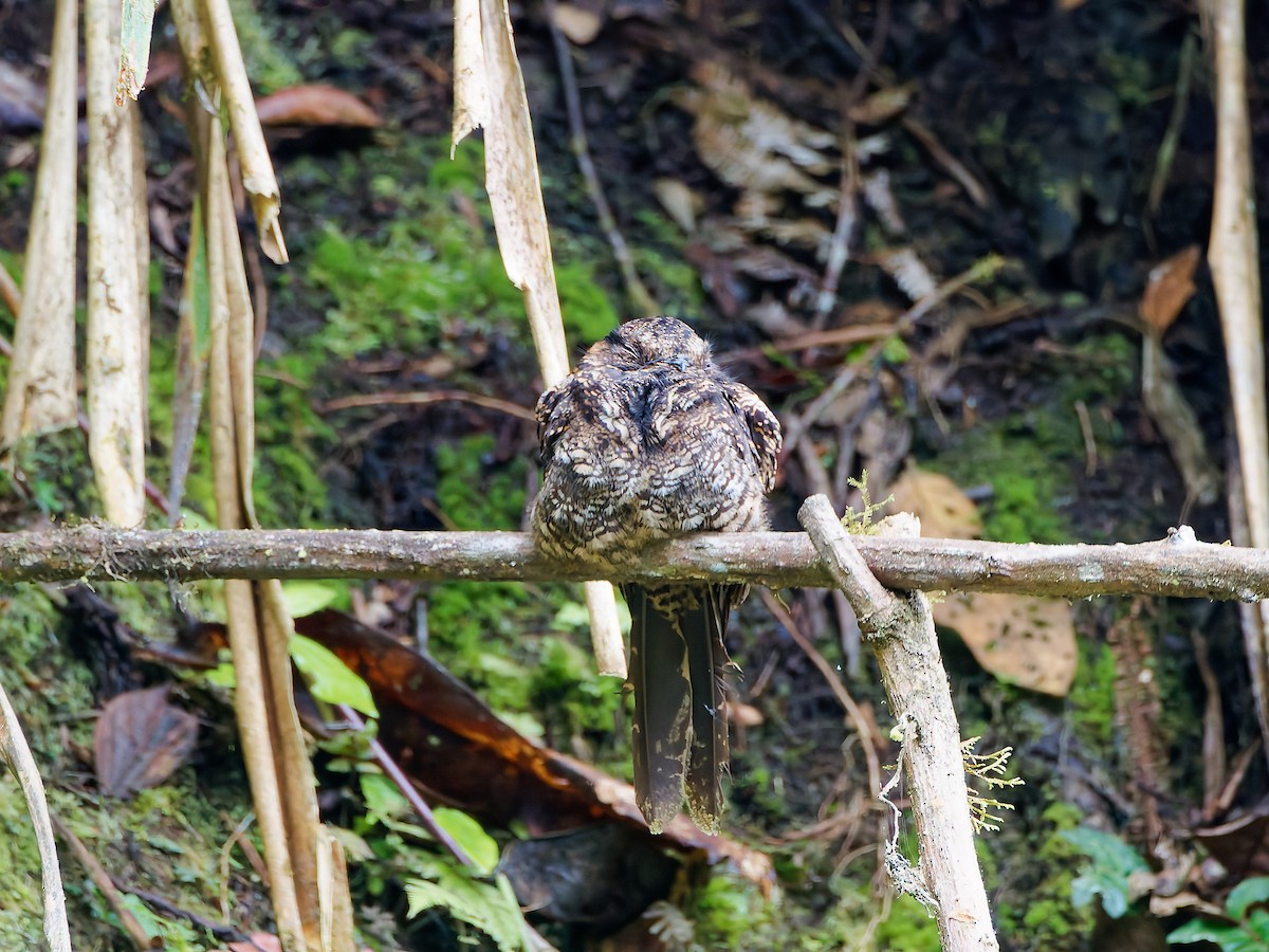 オビオバト - ML645592061