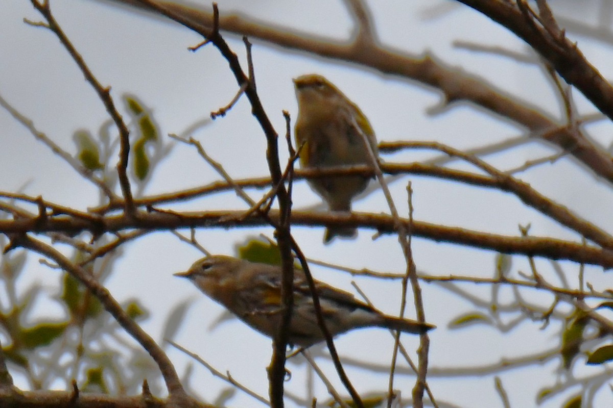 キヅタアメリカムシクイ - ML645592062