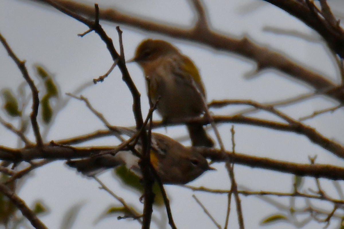 キヅタアメリカムシクイ - ML645592064