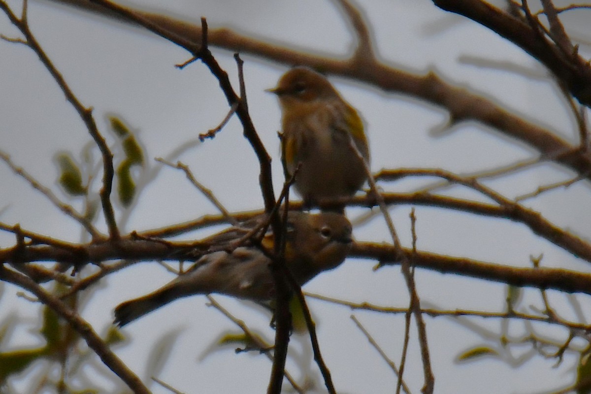 キヅタアメリカムシクイ - ML645592065