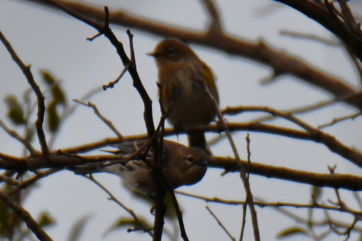 キヅタアメリカムシクイ - ML645592067