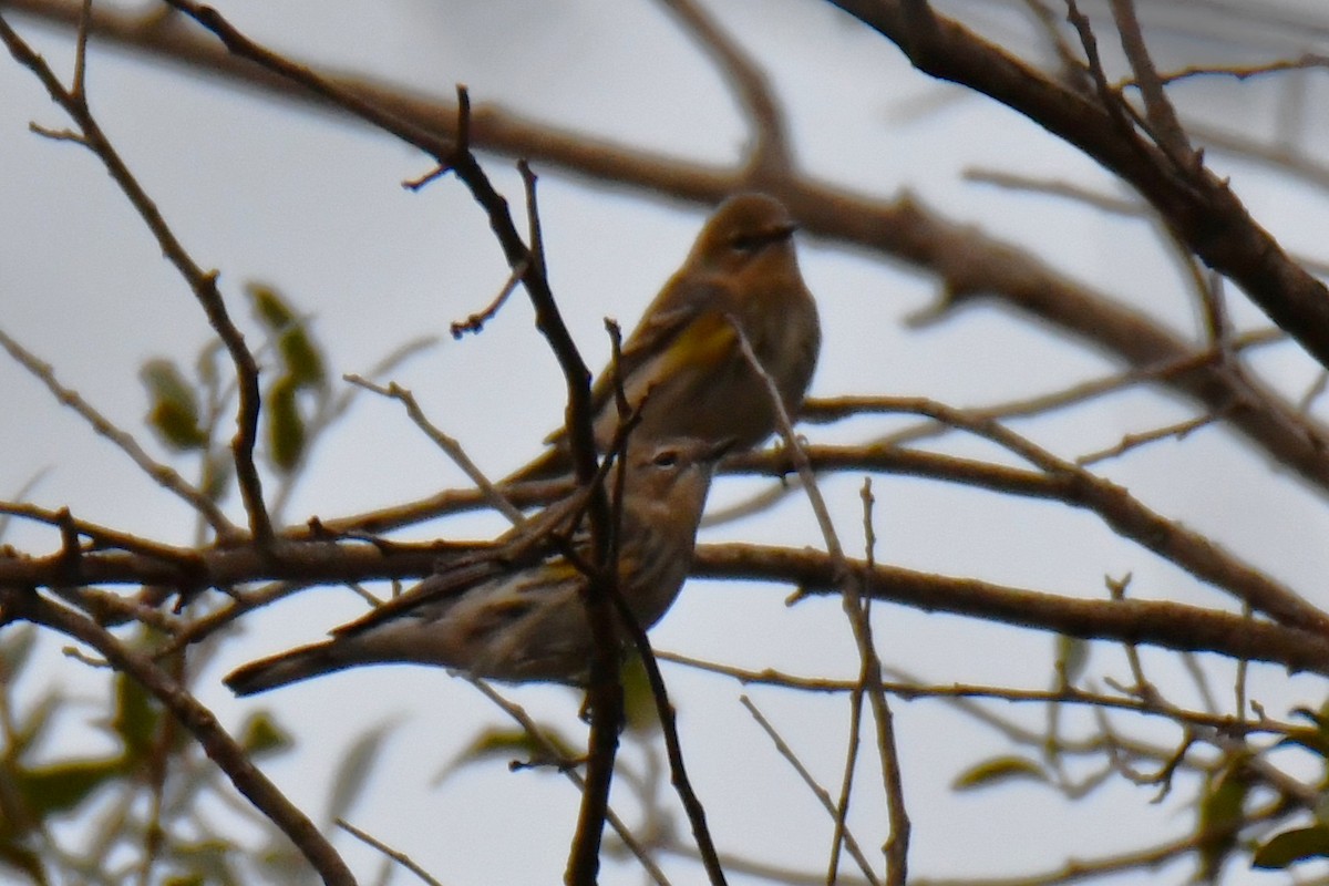 キヅタアメリカムシクイ - ML645592069