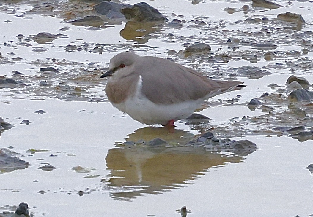 Магелланова ржанка - ML645592100