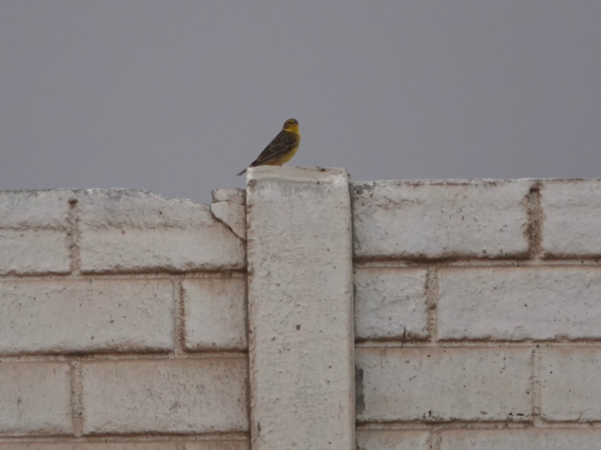 Grassland Yellow-Finch - ML645592134