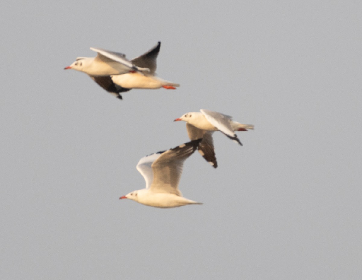 racek hnědohlavý - ML645592137