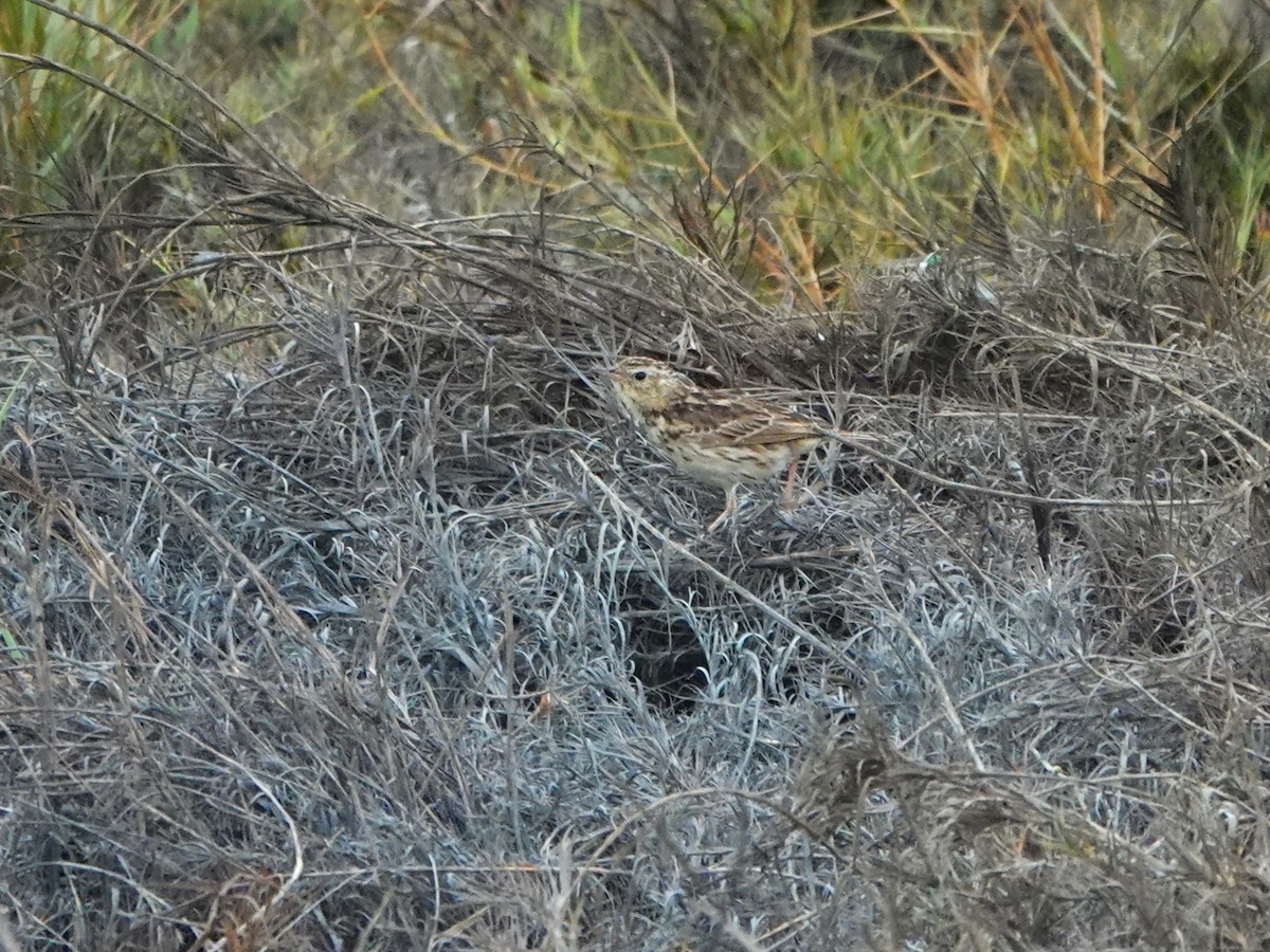 perupiplerke - ML645592138