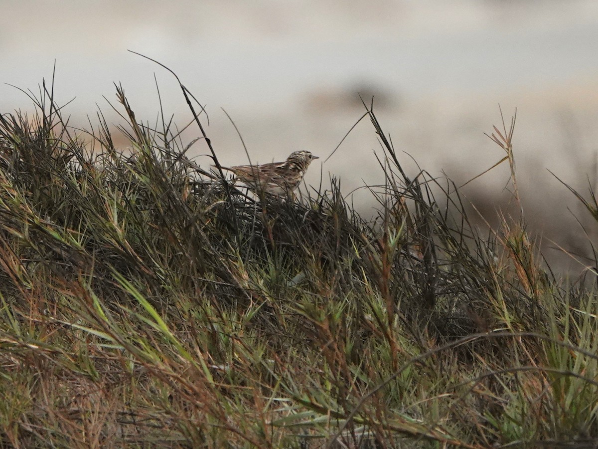 perupiplerke - ML645592142