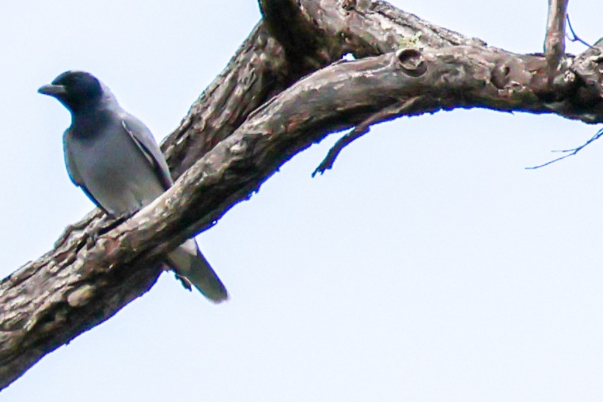 Black-faced Cuckooshrike - ML645592188