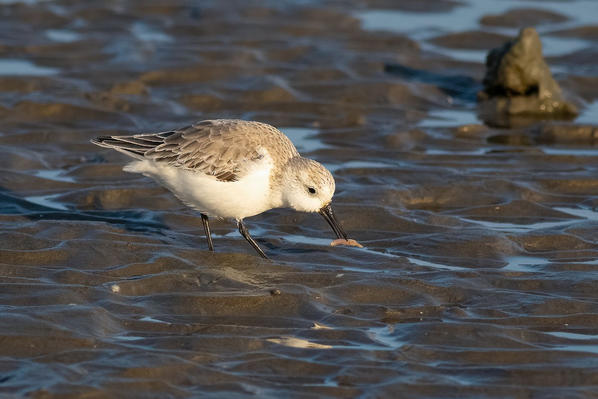 Txirri zuria - ML645592209