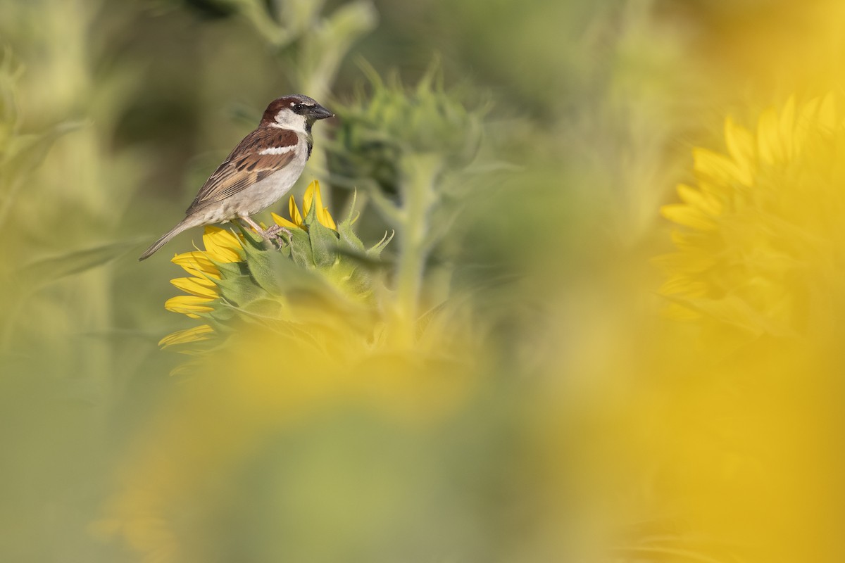House Sparrow - ML645592213