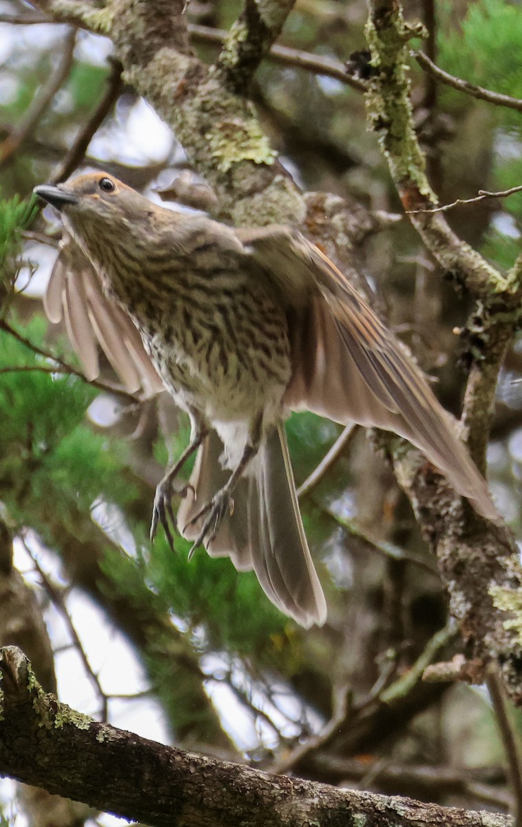 Olive-backed Oriole - ML645592221
