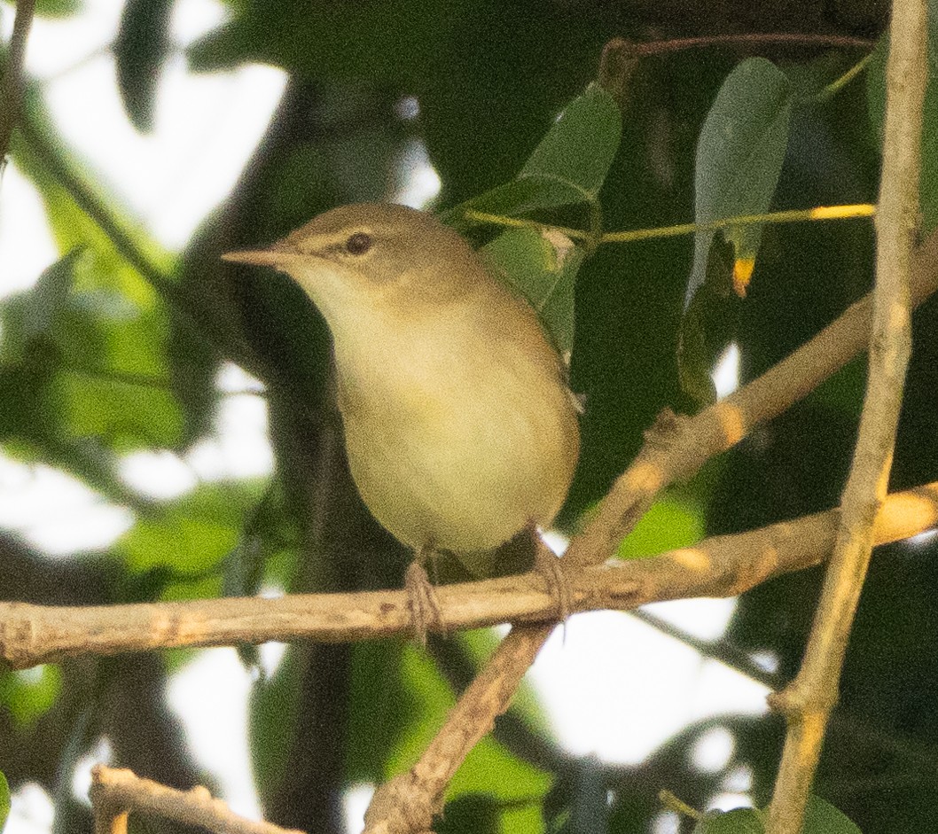 Blyth's Reed Warbler - ML645592224