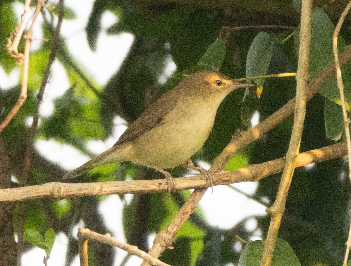 Blyth's Reed Warbler - ML645592225
