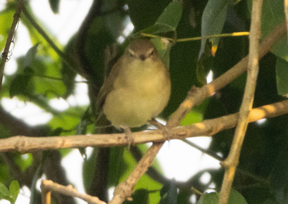 Blyth's Reed Warbler - ML645592226