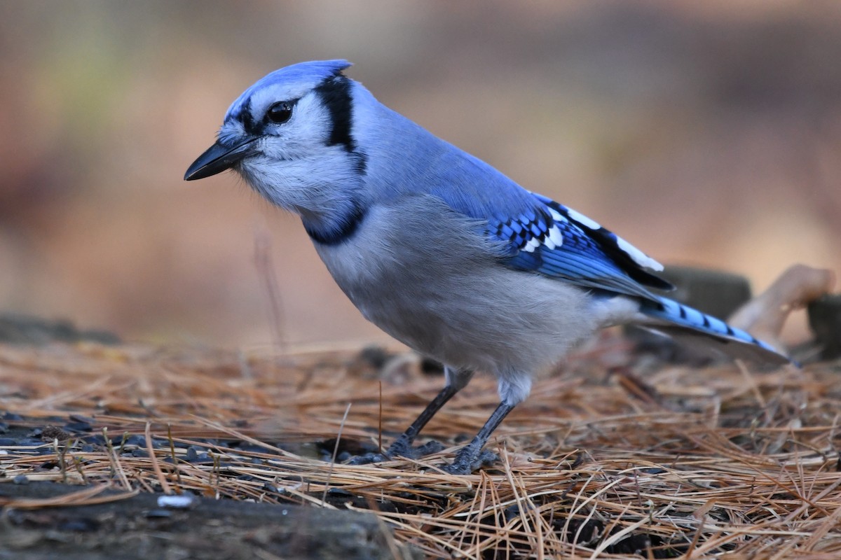 Blue Jay - ML645592227