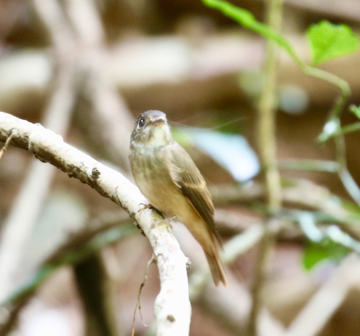 Ferruginous Flycatcher - ML645592228