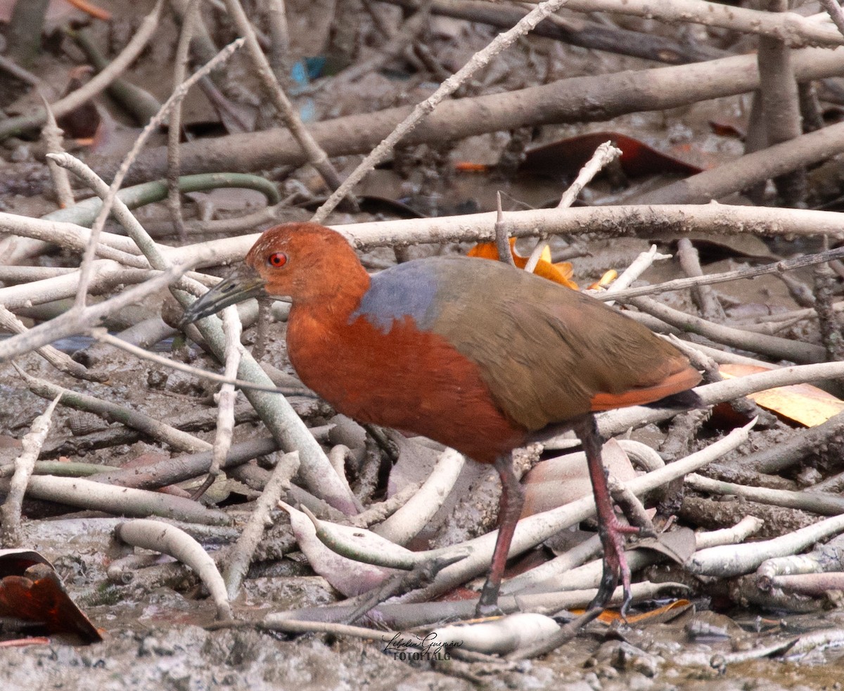 Rufous-necked Wood-Rail - ML645592229