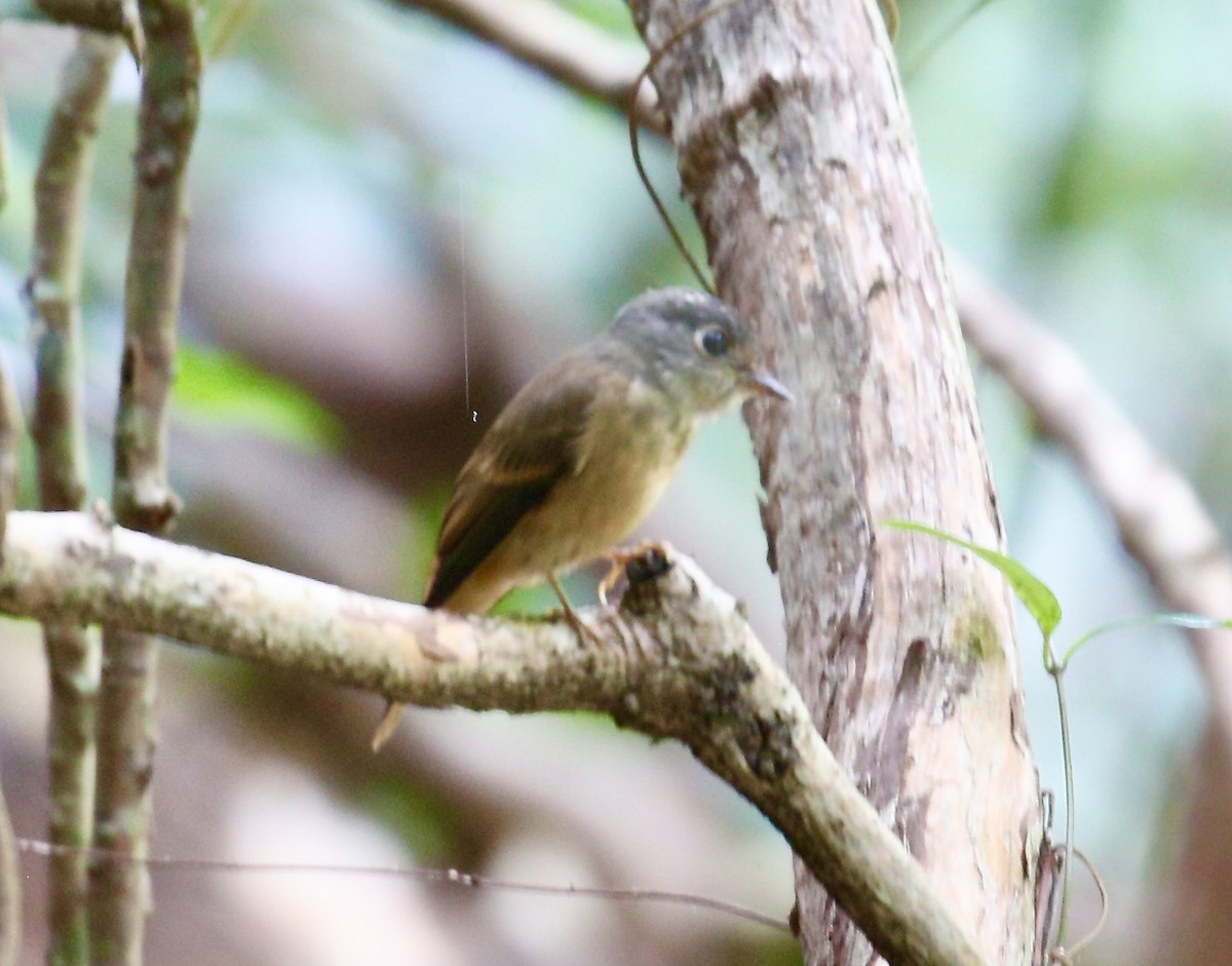Ferruginous Flycatcher - ML645592230