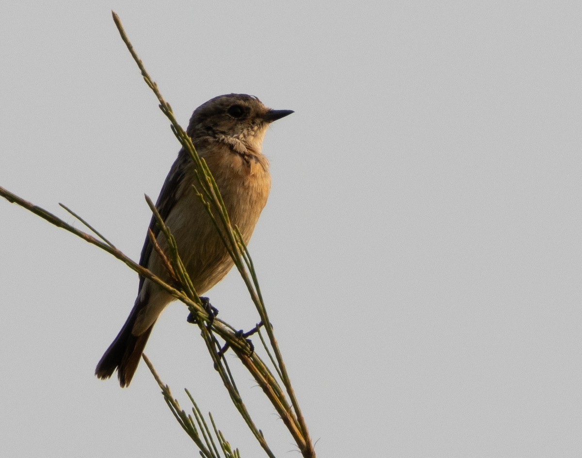 Siberian Stonechat - ML645592231