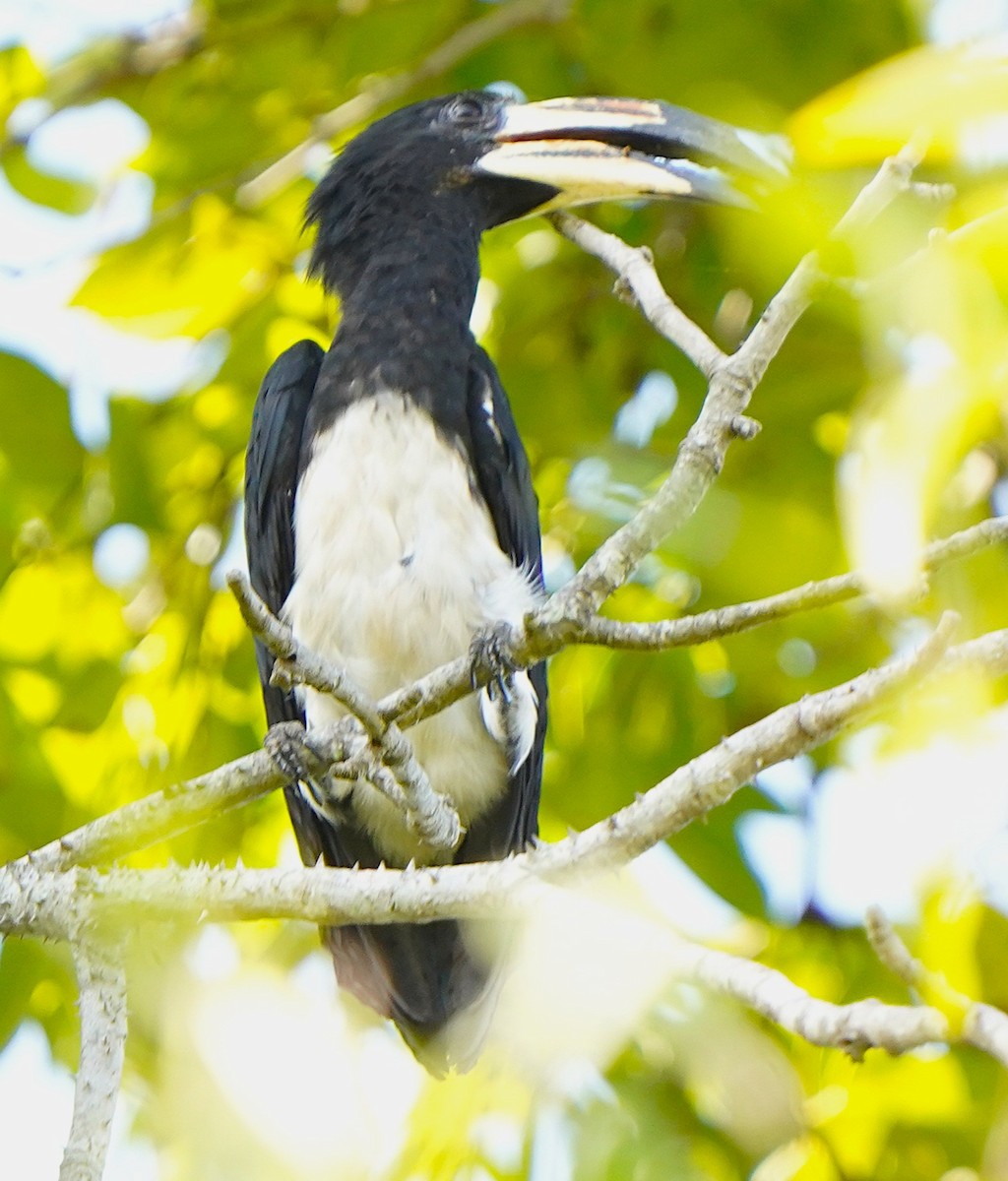 West African Pied Hornbill - ML645592232