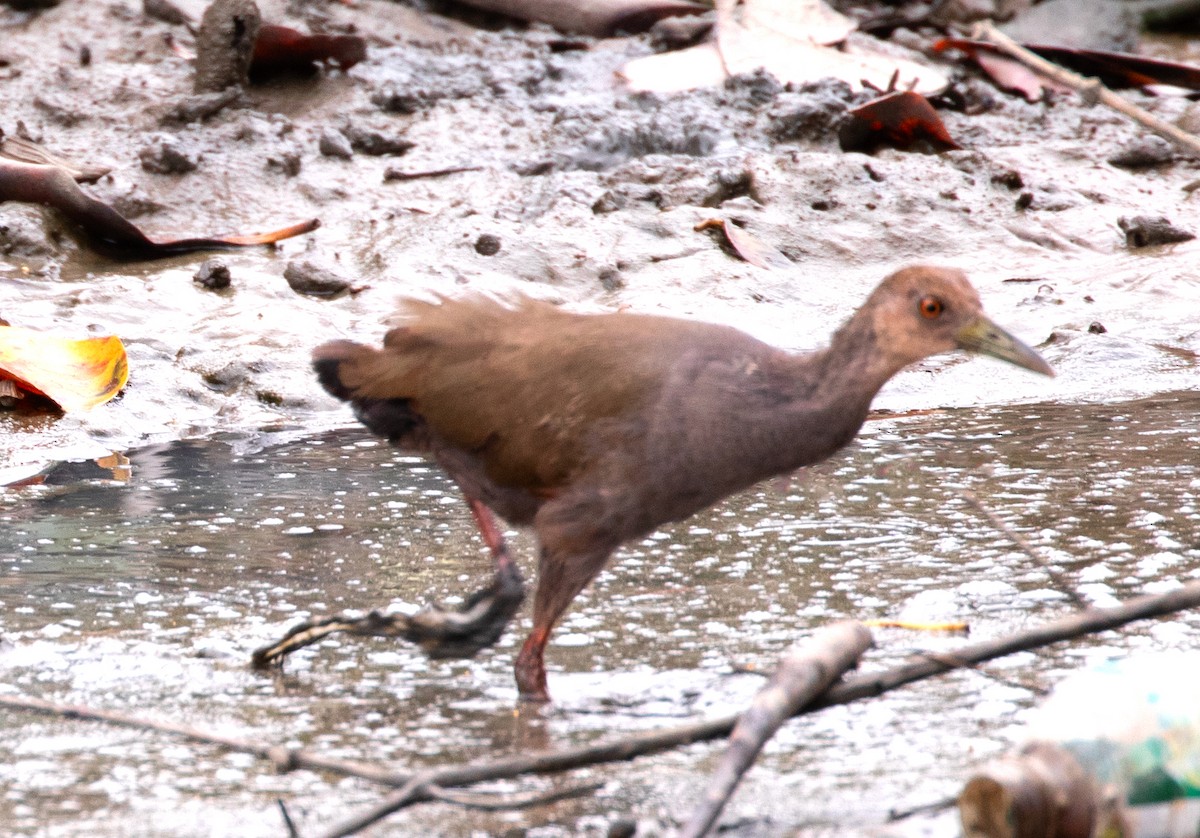 Rufous-necked Wood-Rail - ML645592233