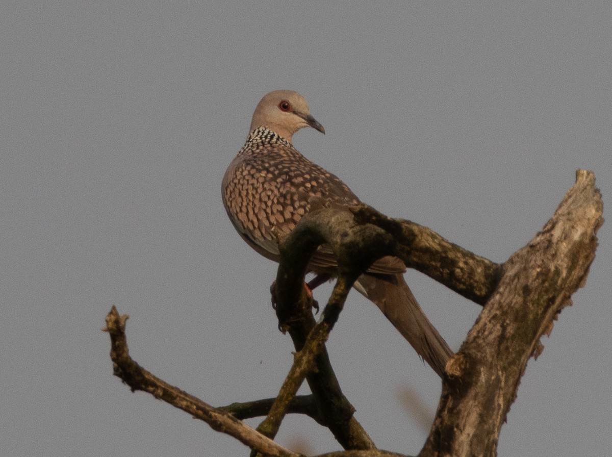 Spotted Dove - ML645592234