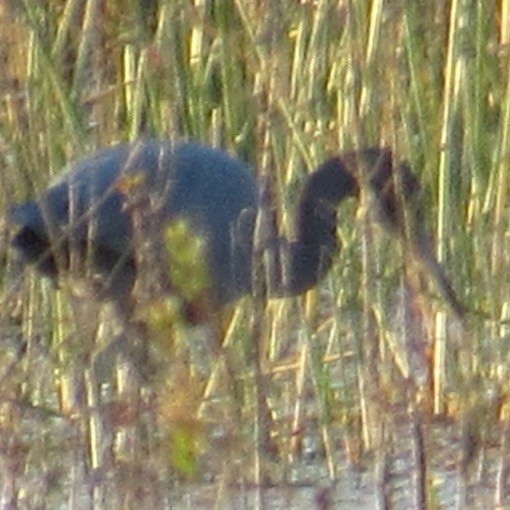 Little Blue Heron - ML645592235