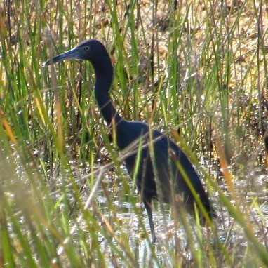 Little Blue Heron - ML645592236